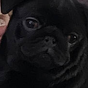 Buddy joined the competition — help win amazing prizes! dog, pug, black_dog, pet, close_up, face, animal, cozy, blanket, resting, cute, indoors, fur, companion, mammal, snout, expression, portrait, animal_face, domestic_animal