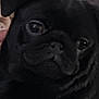 dog, pug, black_dog, pet, close_up, face, animal, cozy, blanket, resting, cute, indoors, fur, companion, mammal, snout, expression, portrait, animal_face, domestic_animal
