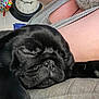 Buddy is registered to the contest to win money with this photo: black_pug, dog, sleeping, close_up, person, beard, tank_top, birthday_balloon, clock, indoor, lap, resting, cute, pet, animal, cozy, furniture, relaxation, snout, fur
