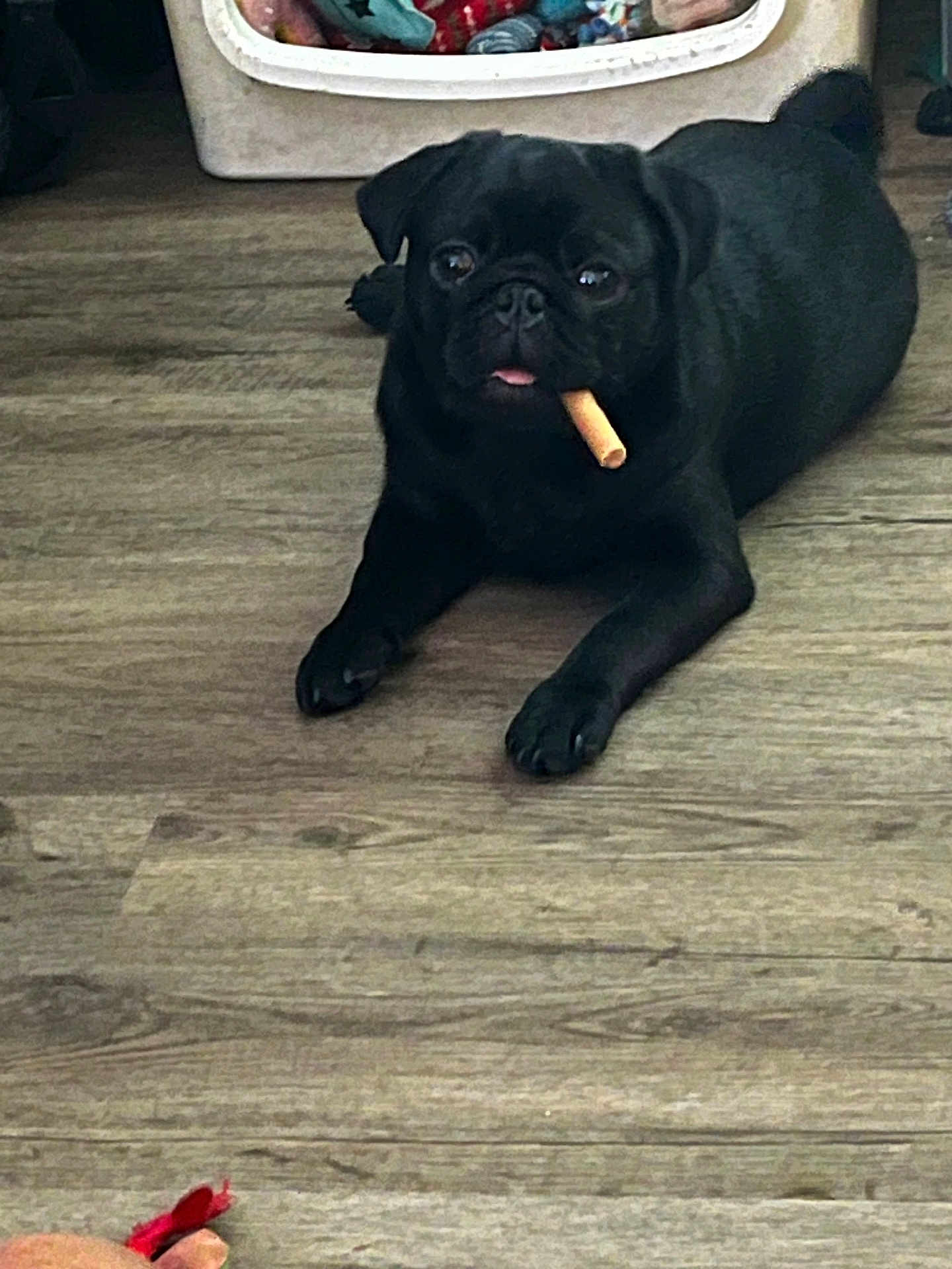 Buddy
