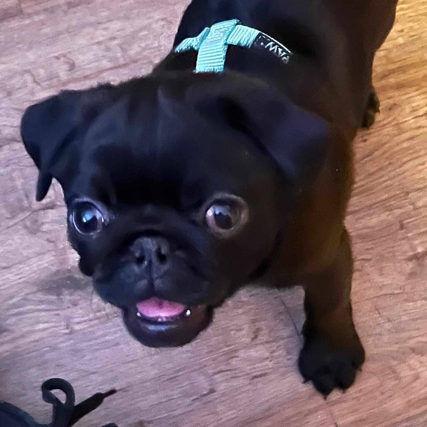 Buddy is registered to the contest to win money with this photo: animal, black_dog, canine, companion, cute, dog, domestic_animal, floor, harness, indoor, looking_up, paw, pet, pet_accessory, playful, pug, puppy, small_dog, toy, wooden_floor