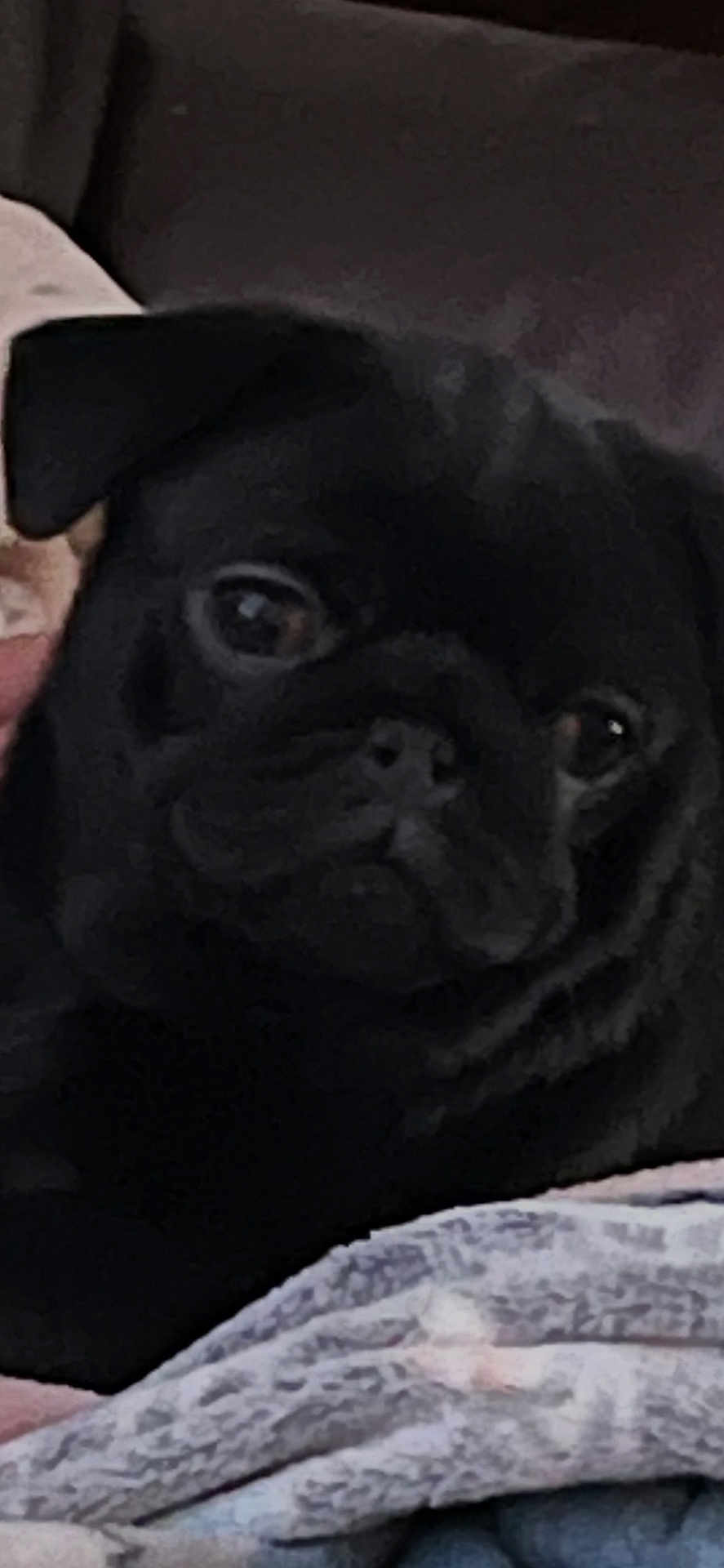 Buddy