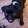 dog, pug, black_dog, puppy, pet, animal, floor, wooden_floor, harness, indoor, cute, small_dog, looking_up, playful, tongue_out, close_up, companion, domestic_animal, young_dog, expression