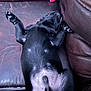 puppy, dog, black_dog, lying_down, sleeping, leather_couch, indoor, pet, fur, paw, belly, cute, relaxed, toy, pink_toy, animal, canine, cozy, resting, home