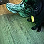 Buddy is registered to the contest to win money with this photo: animal, black_dog, chew_toy, closeup, companion, cute, dog, domestic_animal, floor, indoor, looking_up, pet, pet_bowl, pug, puppy, shoe, small_dog, sneaker, wooden_floor, young_dog
