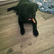Buddy is registered to the contest to win money with this photo: animal, black_dog, blanket, canine, chew_stick, companion, cute, dog, domestic, floor, indoor, lying_down, mischievous, pet, playful, pug, resting, tongue_out, toy, wooden_floor