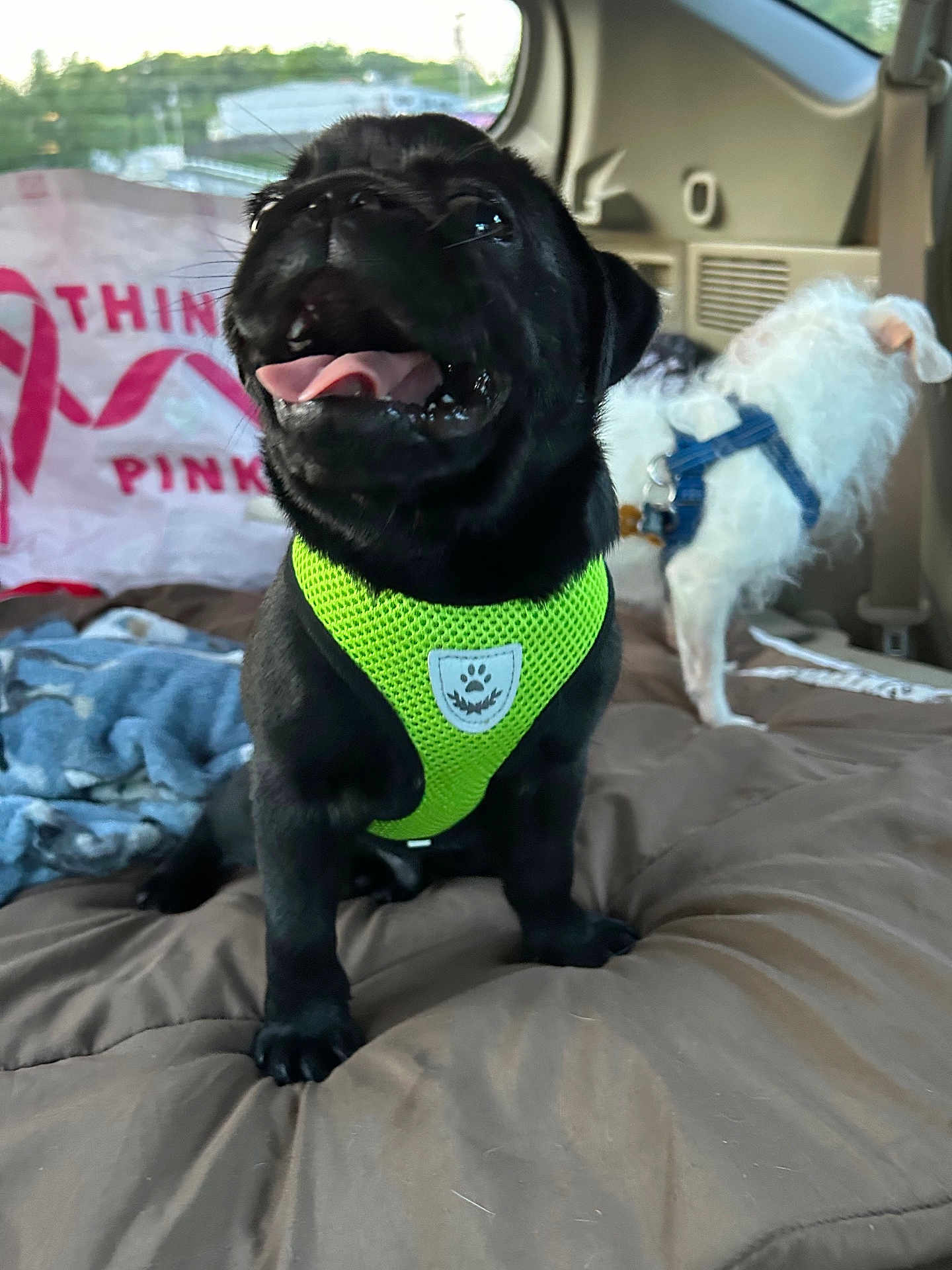 Buddy is registered to the contest to win money with this photo: puppy, black_dog, white_dog, dog_harness, car_interior, car_seat, pet, tongue_out, happy, cute, animal, pet_accessory, blanket, fur, canine, indoor, vehicle, playful, small_dog, companion