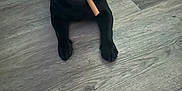 Buddy joined the competition — help win amazing prizes! animal, basket, black_dog, blanket, chew_stick, cute, dog, domestic_animal, floor, home, indoor, lying_down, pet, pet_accessory, playful, pug, resting, tongue_out, toy, wooden_floor