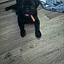 animal, basket, black_dog, blanket, chew_stick, cute, dog, domestic_animal, floor, home, indoor, lying_down, pet, pet_accessory, playful, pug, resting, tongue_out, toy, wooden_floor