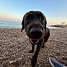Mâlo a rejoint le concours — aidez-le/la à gagner de superbes lots ! animal, beach, canine, closeup, coast, dog, fisheye_lens, footwear, nature, outdoor, paw, pebbles, person, sea, shoe, shore, sky, sunset, vacation, water