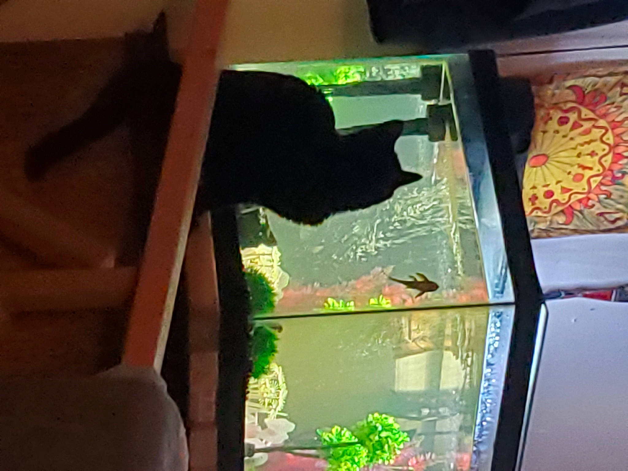 Bean joined the competition — help win amazing prizes! art, display_device, gadget, glass, illustration, machine, publication, rectangle, room, tints_and_shades, vehicle_door, visual_arts, wood