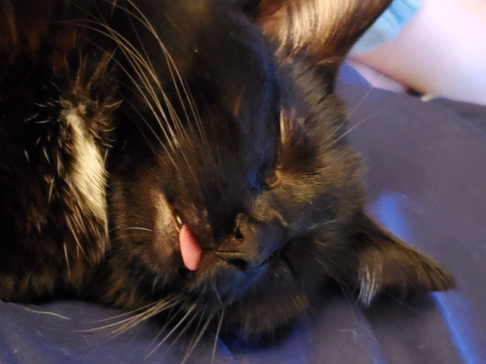 Bean is registered to the contest to win money with this photo: carnivore, cat, claw, comfort, domestic_short_haired_cat, ear, electric_blue, felidae, fur, paw, small_to_medium_sized_cats, snout, whiskers