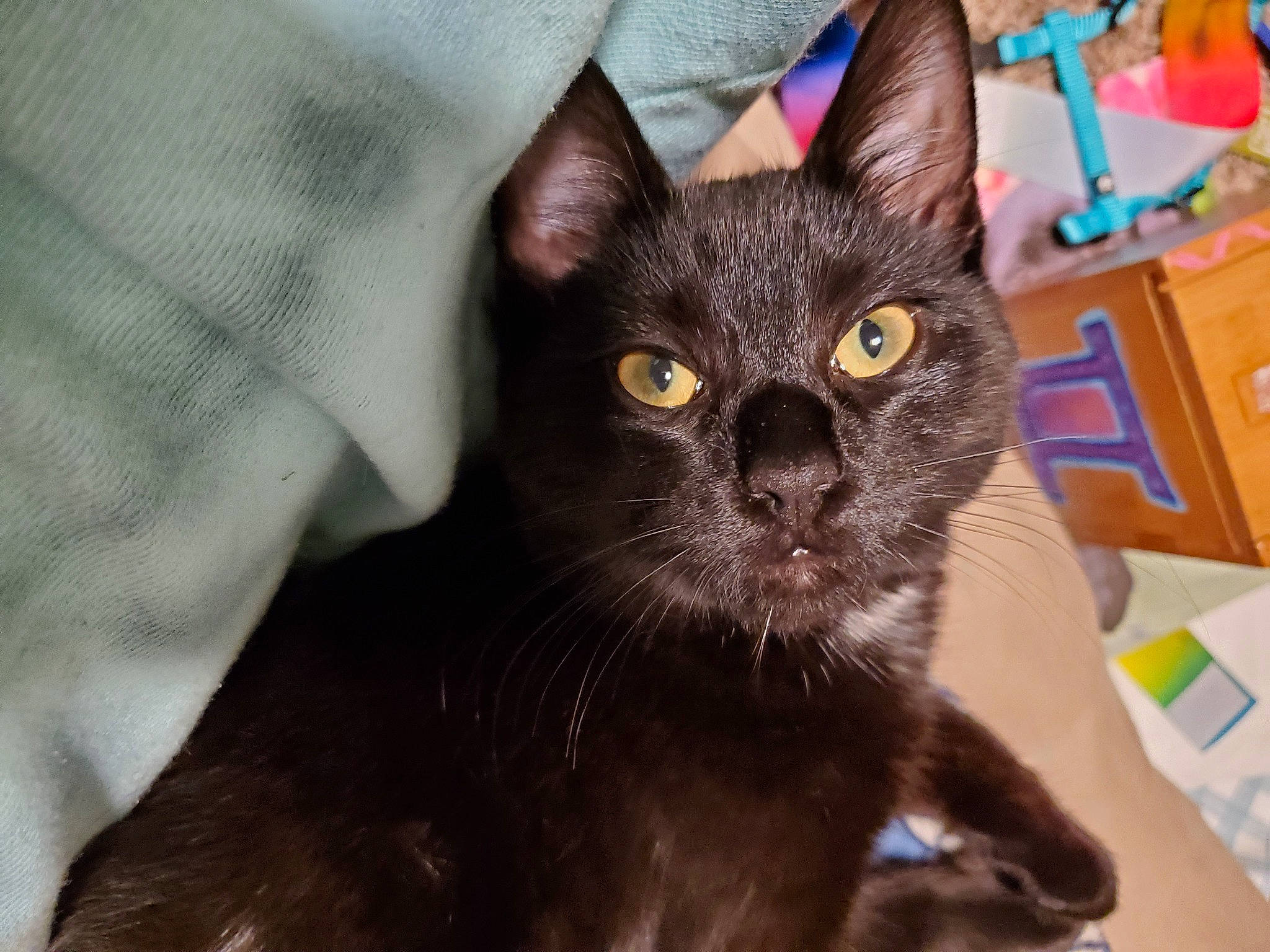 Bean is registered to the contest to win money with this photo: black_cat, bombay, box, carnivore, cat, domestic_short_haired_cat, felidae, fur, havana_brown, small_to_medium_sized_cats, snout, whiskers