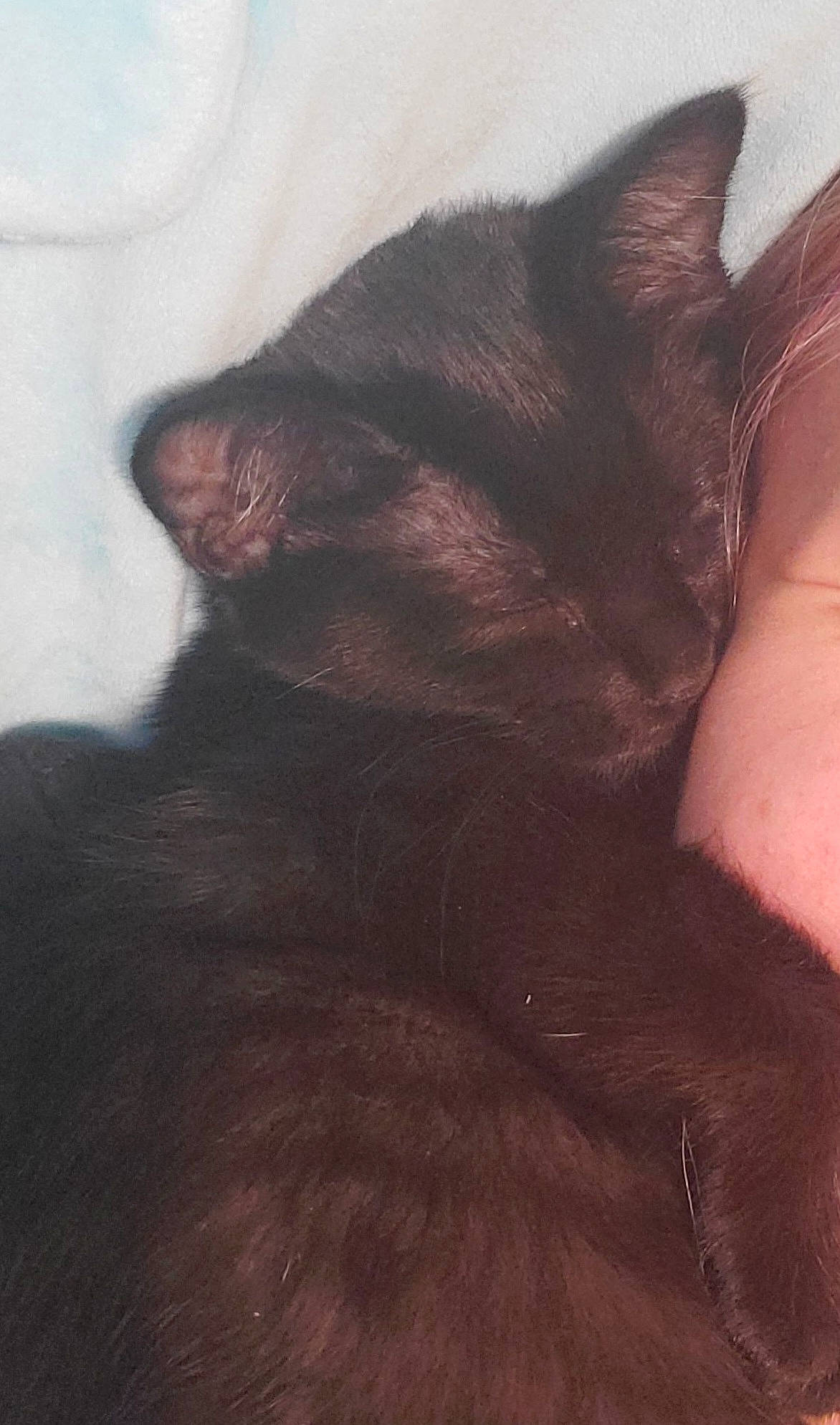 Bean is registered to the contest to win money with this photo: black_cat, carnivore, cat, claw, cloud, comfort, domestic_short_haired_cat, ear, felidae, flesh, fur, human_leg, paw, sky, small_to_medium_sized_cats, snout, square, tail, whiskers, wood