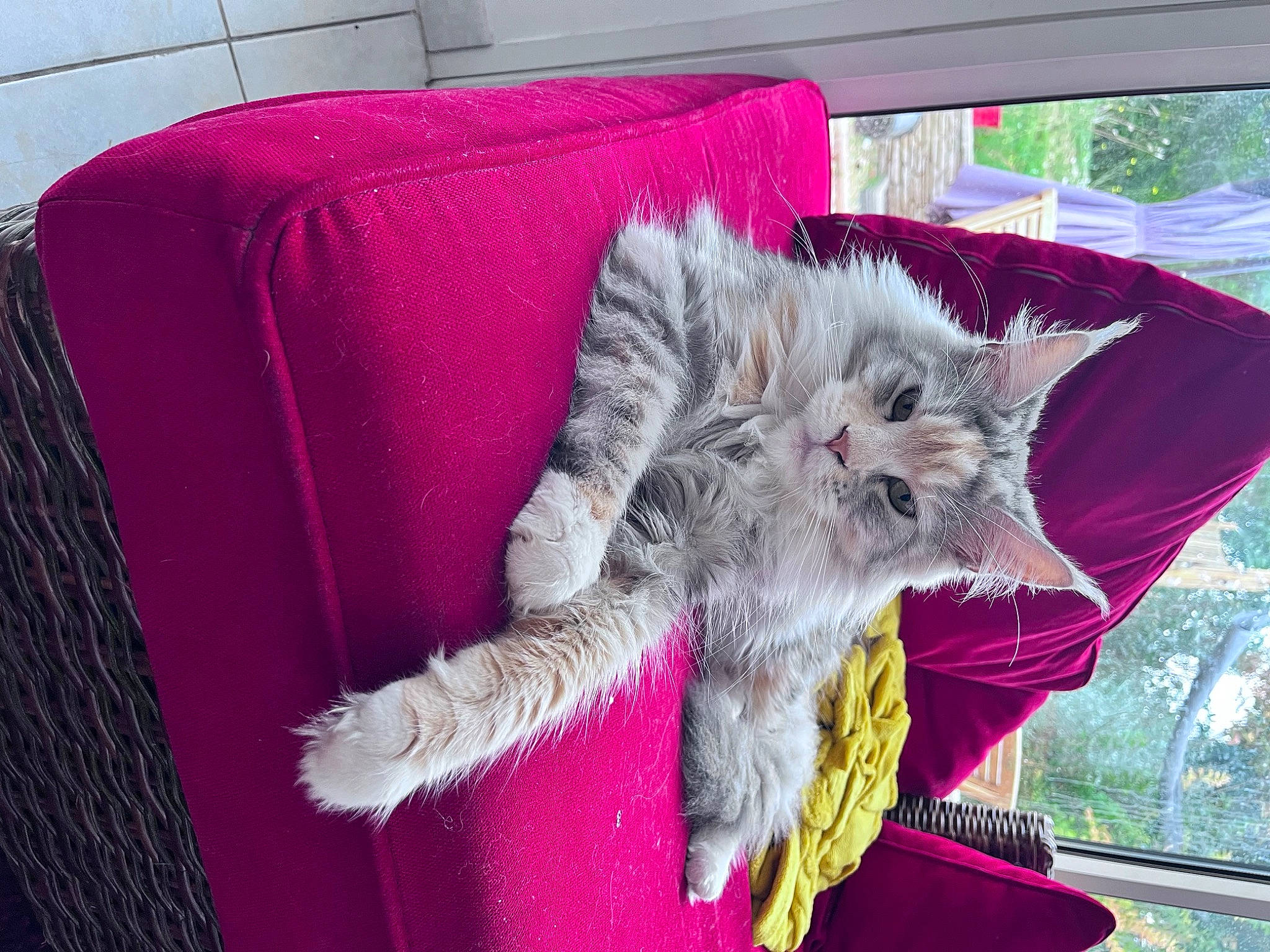 Raven participe au concours pour gagner de l'argent avec cette photo : bed, carnivore, cat, claw, comfort, companion_dog, domestic_short_haired_cat, fawn, felidae, fur, linens, magenta, pattern, paw, purple, rectangle, small_to_medium_sized_cats, snout, tail, whiskers