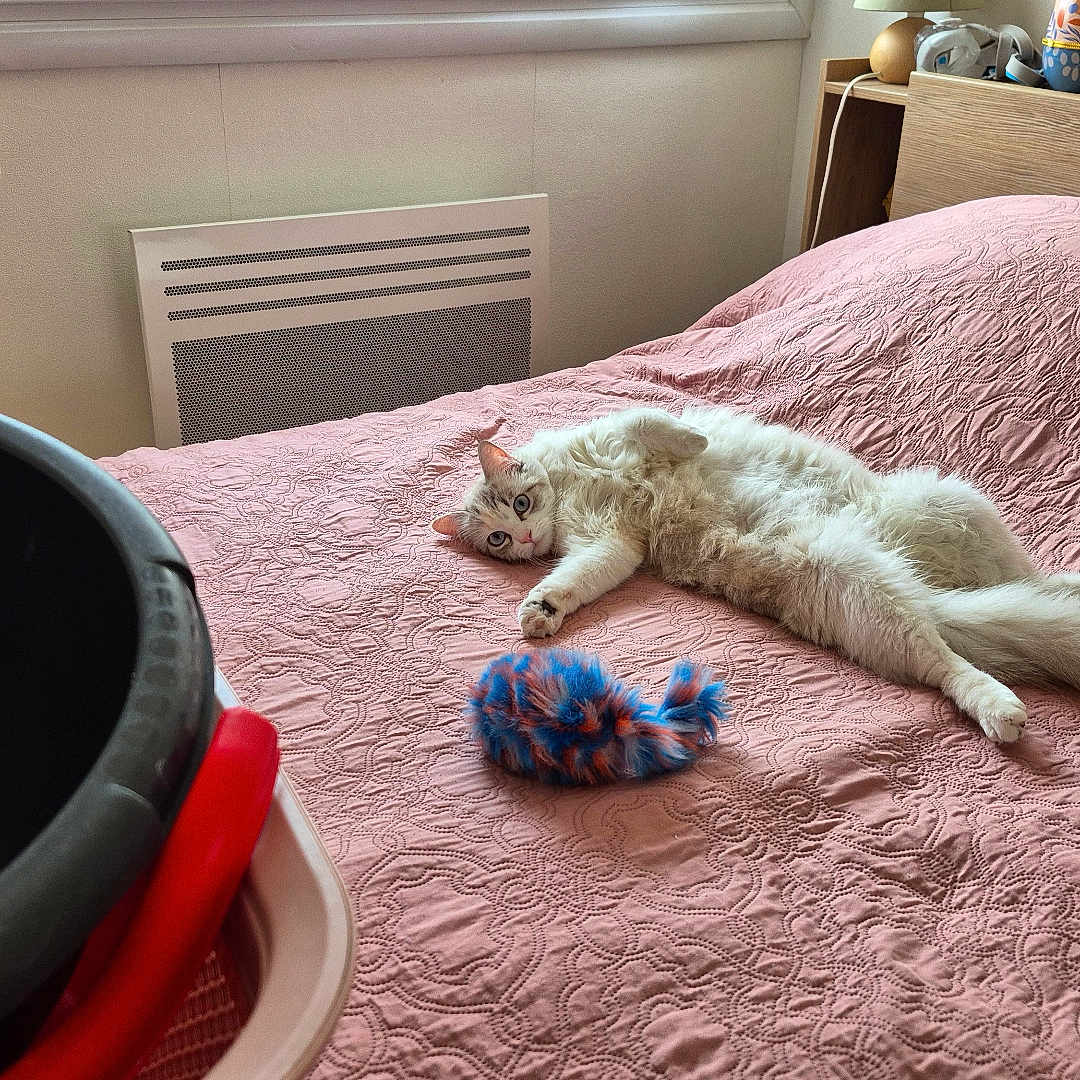 Cyssi a rejoint le concours — aidez-le/la à gagner de superbes lots ! cat, bed, pink_bedspread, toy_mouse, stuffed_animals, bedroom, furniture, window, basin, relaxed, indoor, pet, cozy, table, clock, carpet, white_cat, fluffy, stretching, home