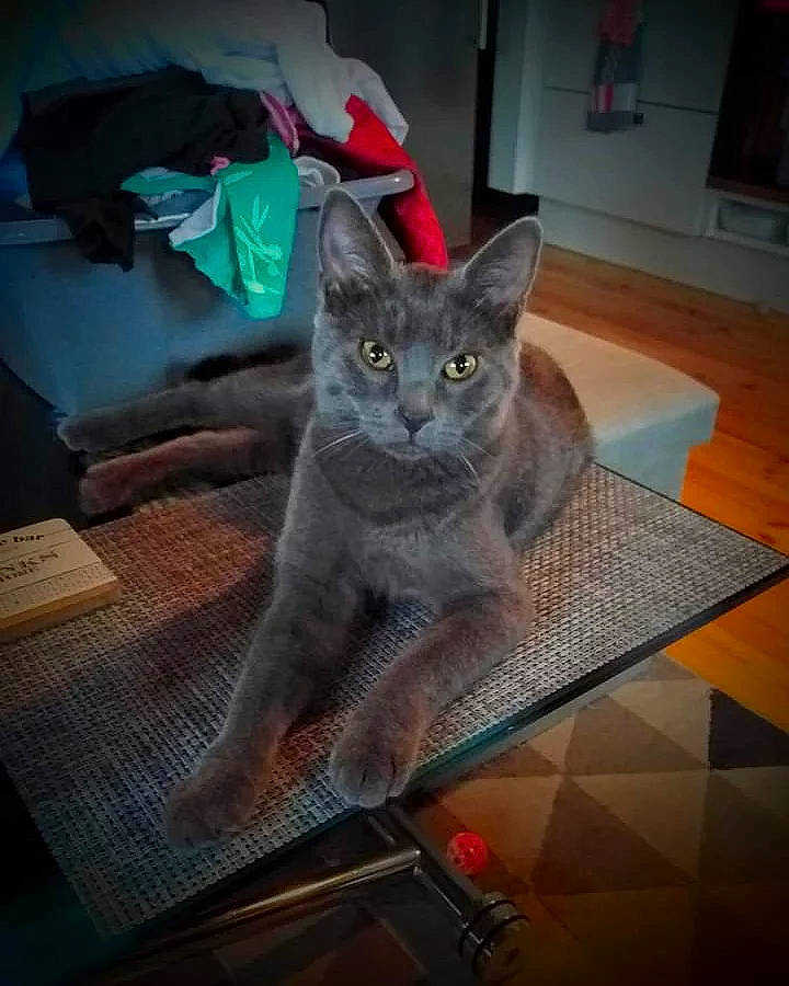 Pimousse participe au concours pour gagner de l'argent avec cette photo : carnivore, cat, chartreux, comfort, domestic_short_haired_cat, felidae, flooring, fur, grey, hardwood, picture_frame, russian_blue, small_to_medium_sized_cats, table, tail, whiskers, wood