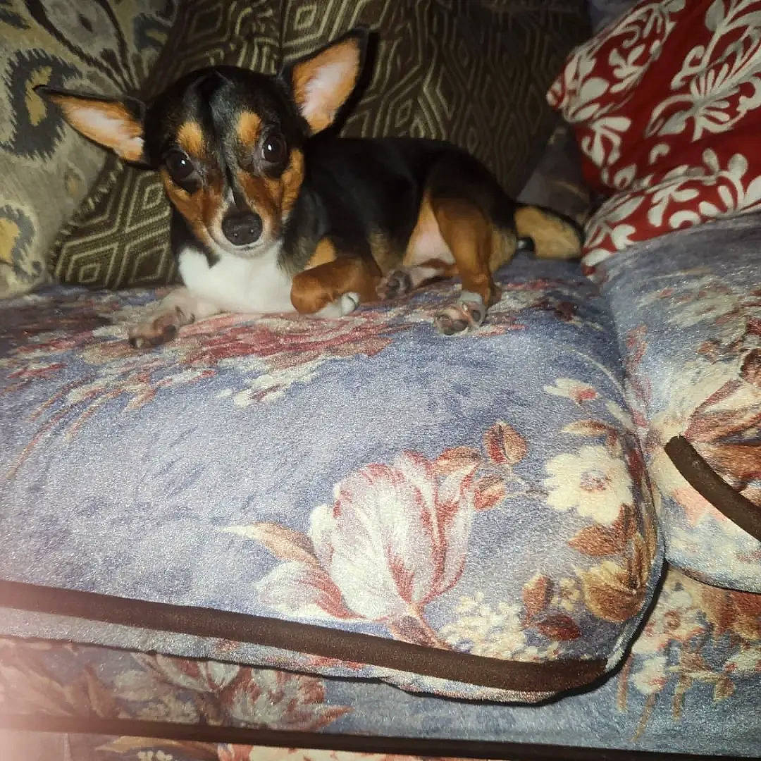 Evie joined the competition — help win amazing prizes! bed, carnivore, comfort, companion_dog, dog, dog_breed, dog_supply, fawn, fur, linens, paw, pillow, prazsky_krysarik, russkiy_toy, small_terrier, sporting_group, terrier, toy_dog, whiskers, working_animal