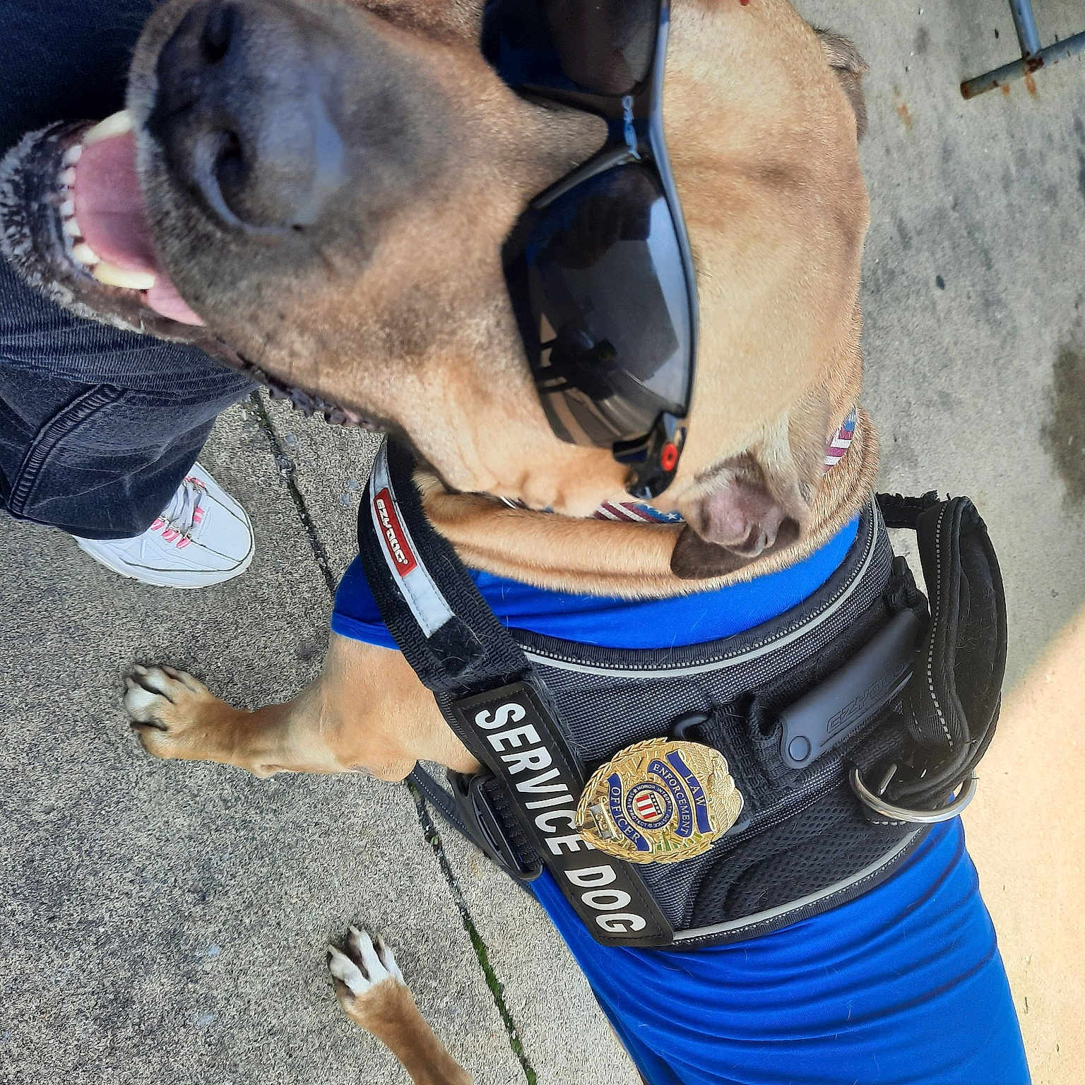 Bruno joined the competition — help win amazing prizes! bridle, carnivore, collar, dog, dog_breed, dog_collar, dog_supply, electric_blue, fawn, glove, horse_supplies, horse_tack, leash, personal_protective_equipment, pet_supply, recreation, shoe, snout, sporting_group, working_animal