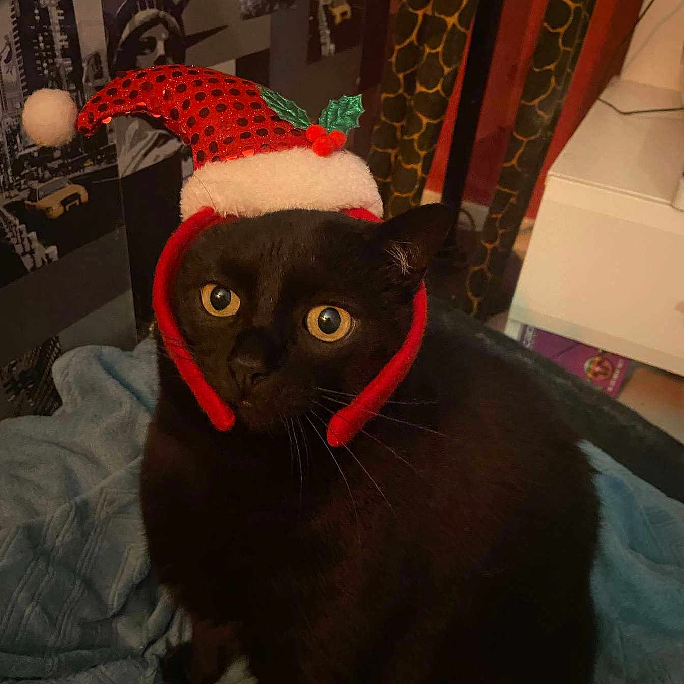 Guizmo a rejoint le concours — aidez-le/la à gagner de superbes lots ! animal, bed, bedroom, blackcat, blanket, cat, clothing, face, furniture, hat, head, indoors, kitten, pet, plant, plush, pottedplant, quilt, room, toy