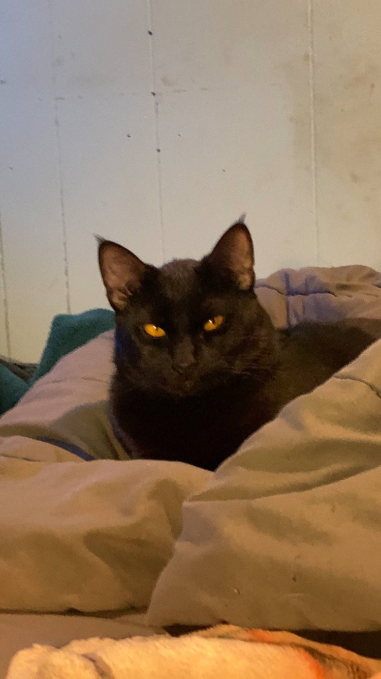 Houdini is registered to the contest to win money with this photo: black_cat, bombay, carnivore, cat, comfort, domestic_short_haired_cat, eye, felidae, fur, grey, linens, room, small_to_medium_sized_cats, snout, terrestrial_animal, whiskers