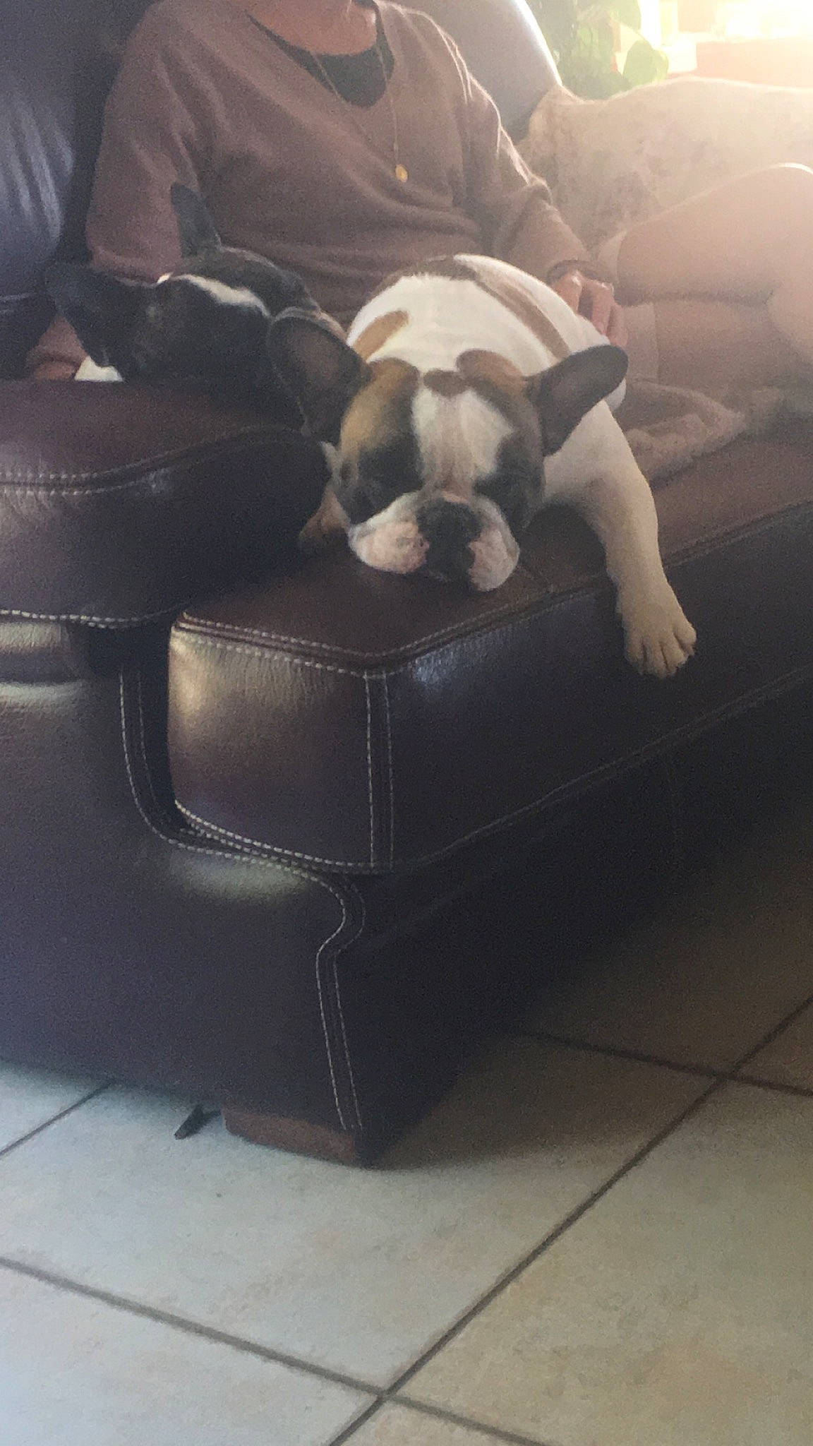 Pénélope participe au concours pour gagner de l'argent avec cette photo : armrest, bag, carnivore, chair, cloud, club_chair, comfort, companion_dog, couch, dog, dog_breed, floor, flooring, fur, furniture, hardwood, luggage_and_bags, sporting_group, tints_and_shades, working_animal