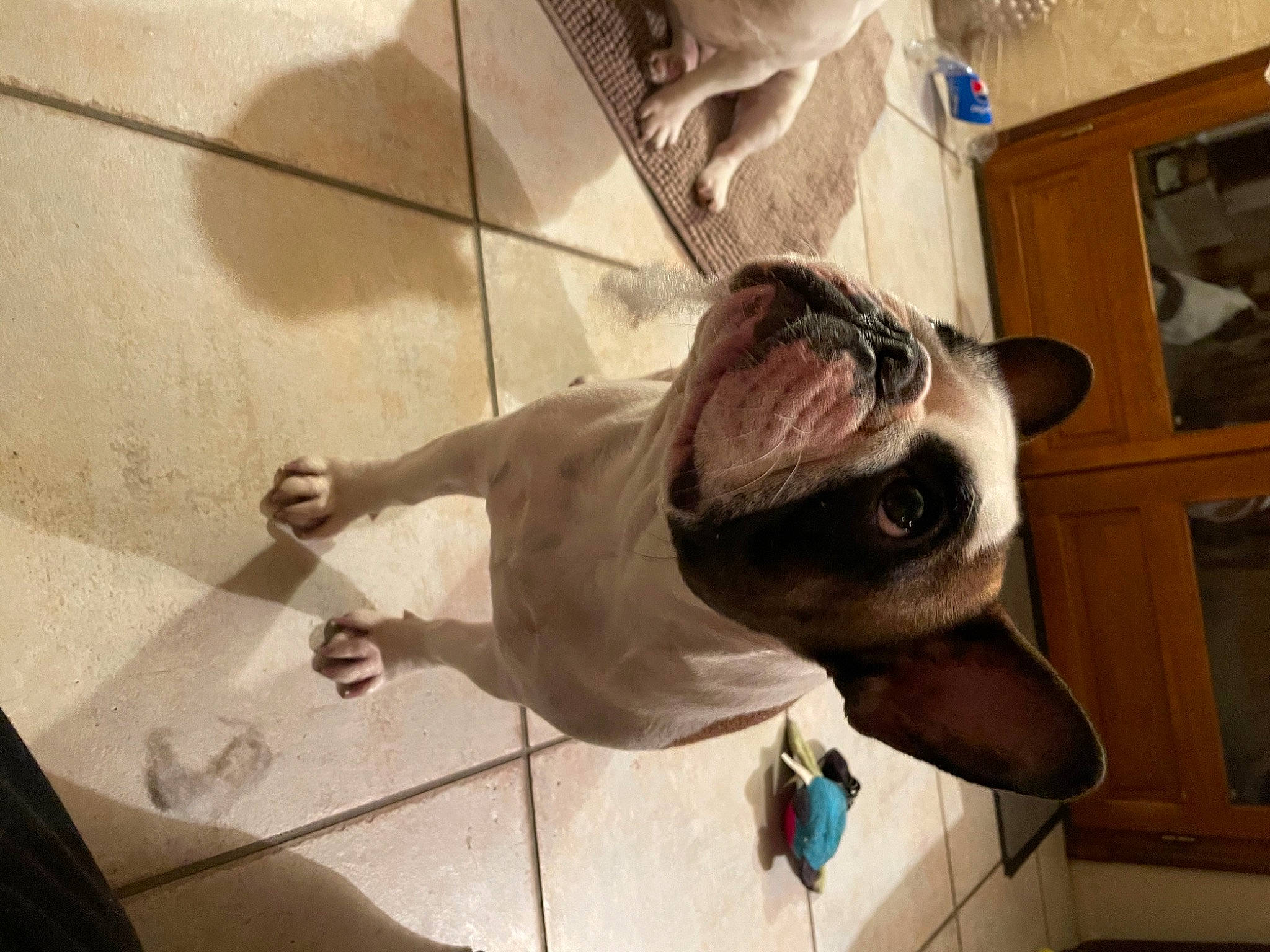 Pénélope participe au concours pour gagner de l'argent avec cette photo : canidae, carnivore, collar, companion_dog, dog, dog_breed, dog_collar, dog_supply, ear, eyewear, fashion_accessory, fawn, flooring, leash, pet_supply, snout, sporting_group, vision_care, whiskers, working_animal