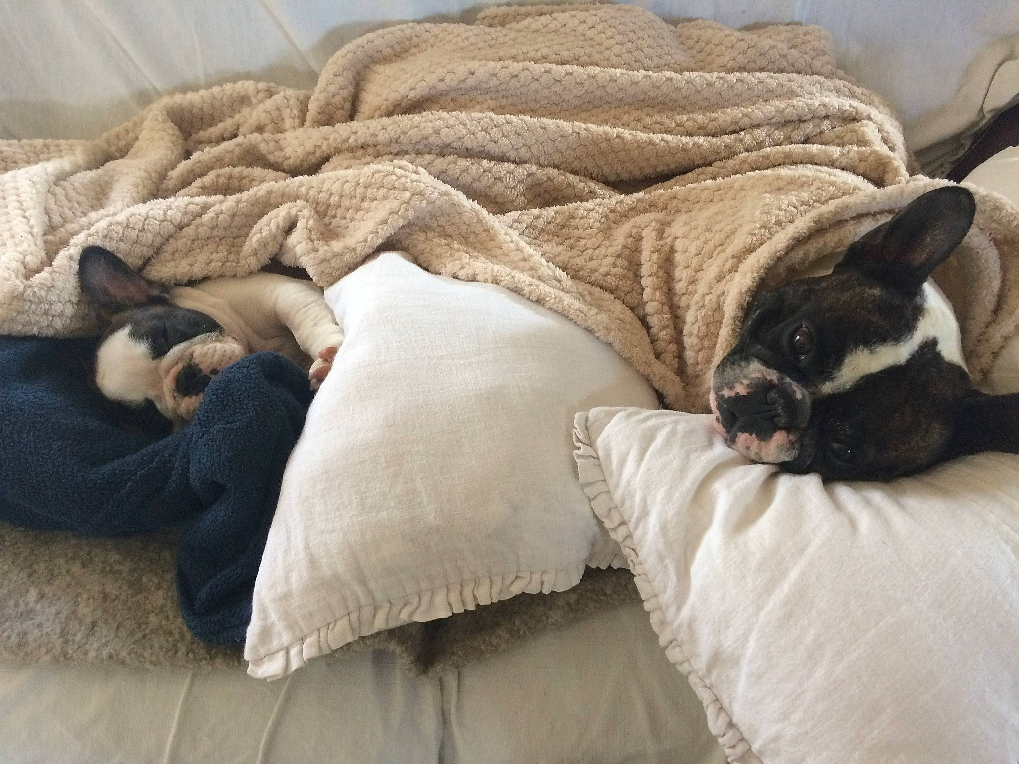 Pénélope participe au concours pour gagner de l'argent avec cette photo : bed, beige, carnivore, comfort, companion_dog, couch, dog, dog_breed, fawn, felidae, fur, grey, linens, mammal, small_to_medium_sized_cats, snout, sporting_group, whiskers, wood, working_animal