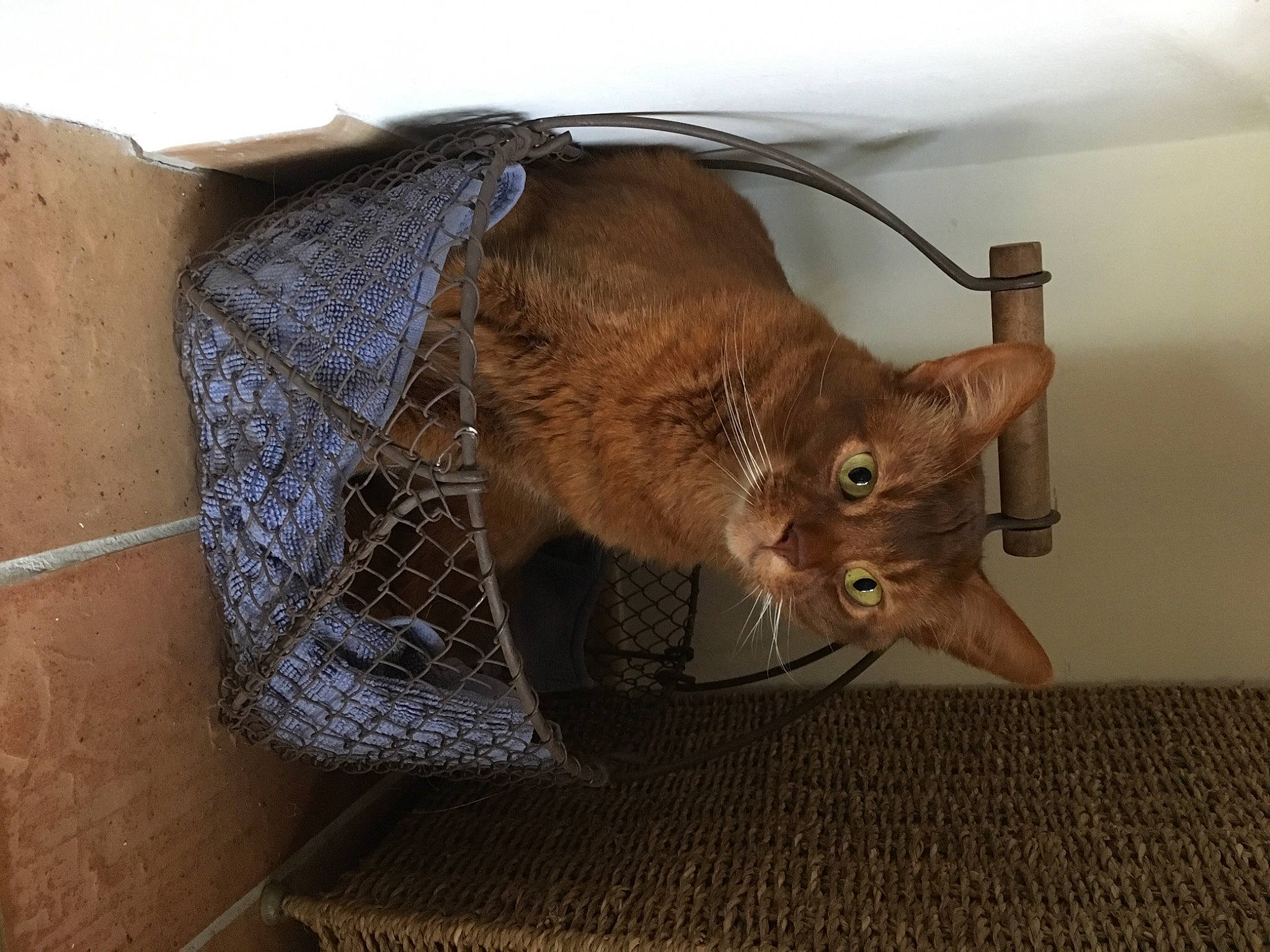 Teddy a rejoint le concours — aidez-le/la à gagner de superbes lots ! bag, bat, carnivore, cat, domestic_short_haired_cat, fashion_accessory, fawn, felidae, fur, linens, mammal, metal, paper_bag, paper_product, room, small_to_medium_sized_cats, snout, tail, whiskers, wood