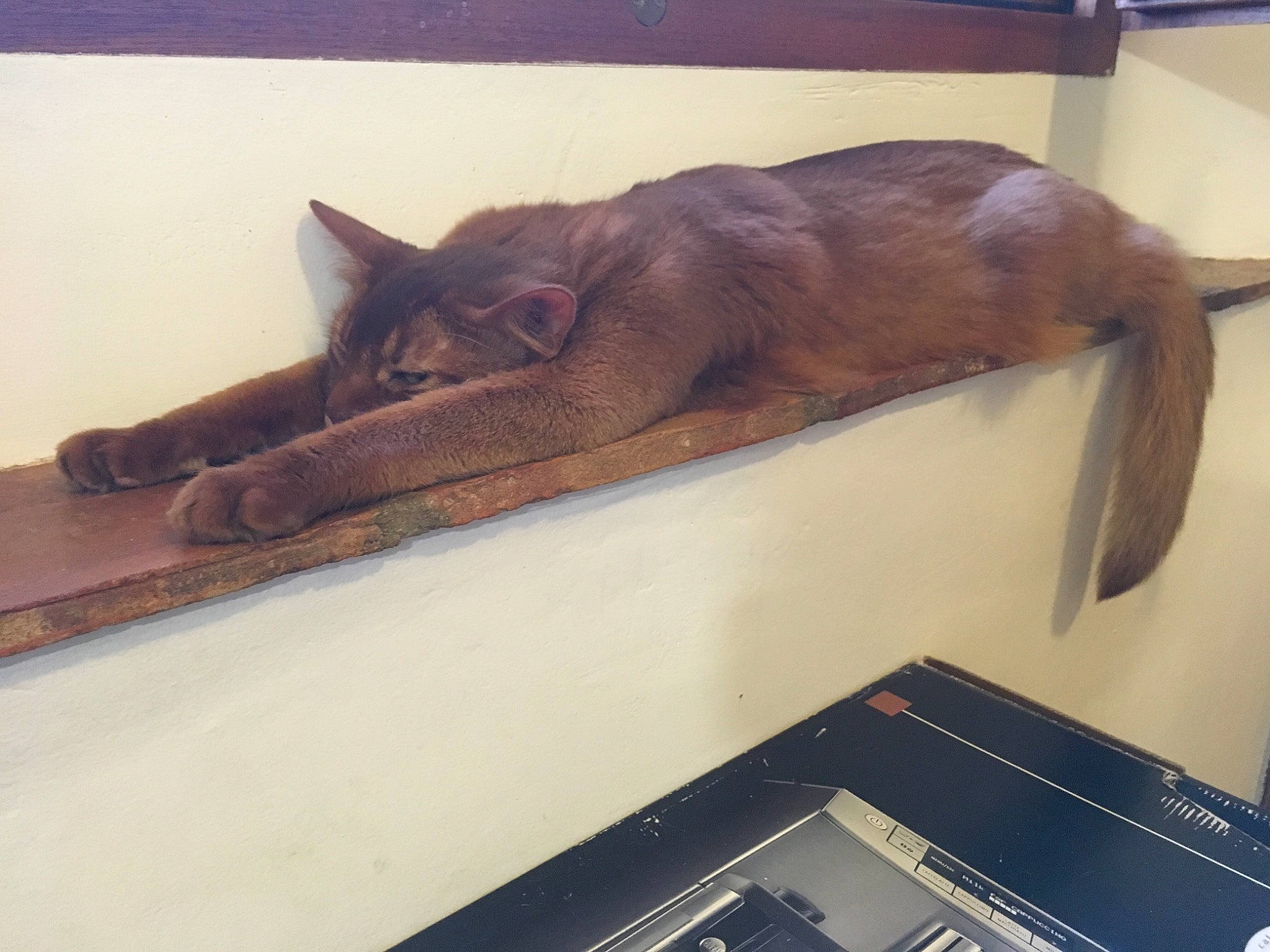 Teddy participe au concours pour gagner de l'argent avec cette photo : black_cat, carnivore, cat, claw, comfort, domestic_short_haired_cat, felidae, flooring, fur, hardwood, metal, plant, room, small_to_medium_sized_cats, table, tail, tints_and_shades, whiskers, window, wood