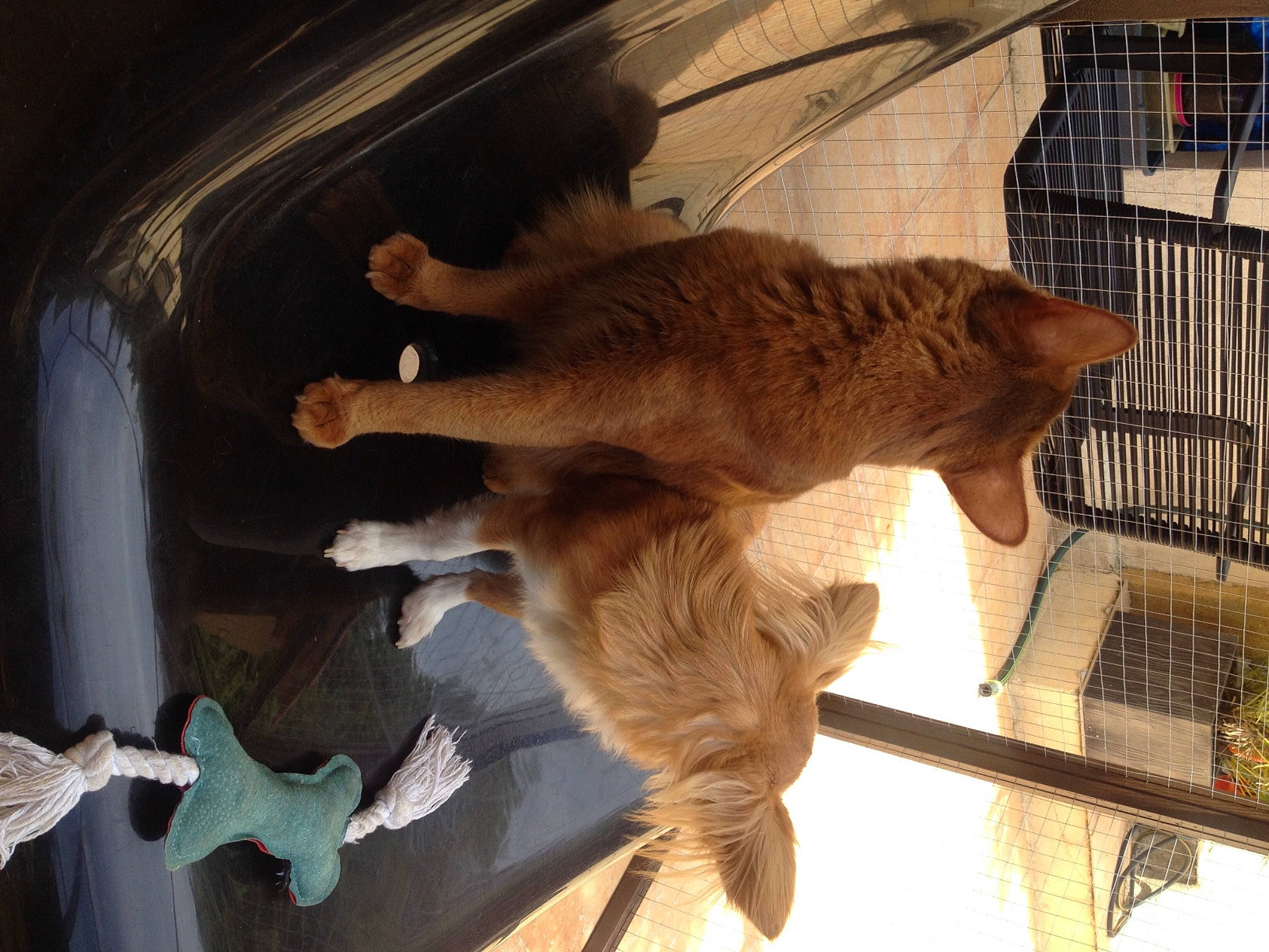 Teddy a rejoint le concours — aidez-le/la à gagner de superbes lots ! bird, canidae, carnivore, cat, claw, dog_breed, domestic_short_haired_cat, fawn, felidae, fur, pet_supply, small_to_medium_sized_cats, sporting_group, tail, terrestrial_animal, tints_and_shades, whiskers, wildlife, wing, wood