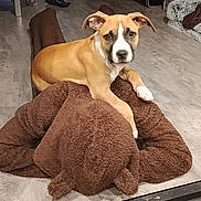 Arko a rejoint le concours — aidez-le/la à gagner de superbes lots ! puppy, dog, brown, white, floor, indoor, furniture, slipper, blanket, toy, stuffed_animal, pet, cute, animal, relaxing, looking_at_camera, cozy, home, wooden_floor, nose