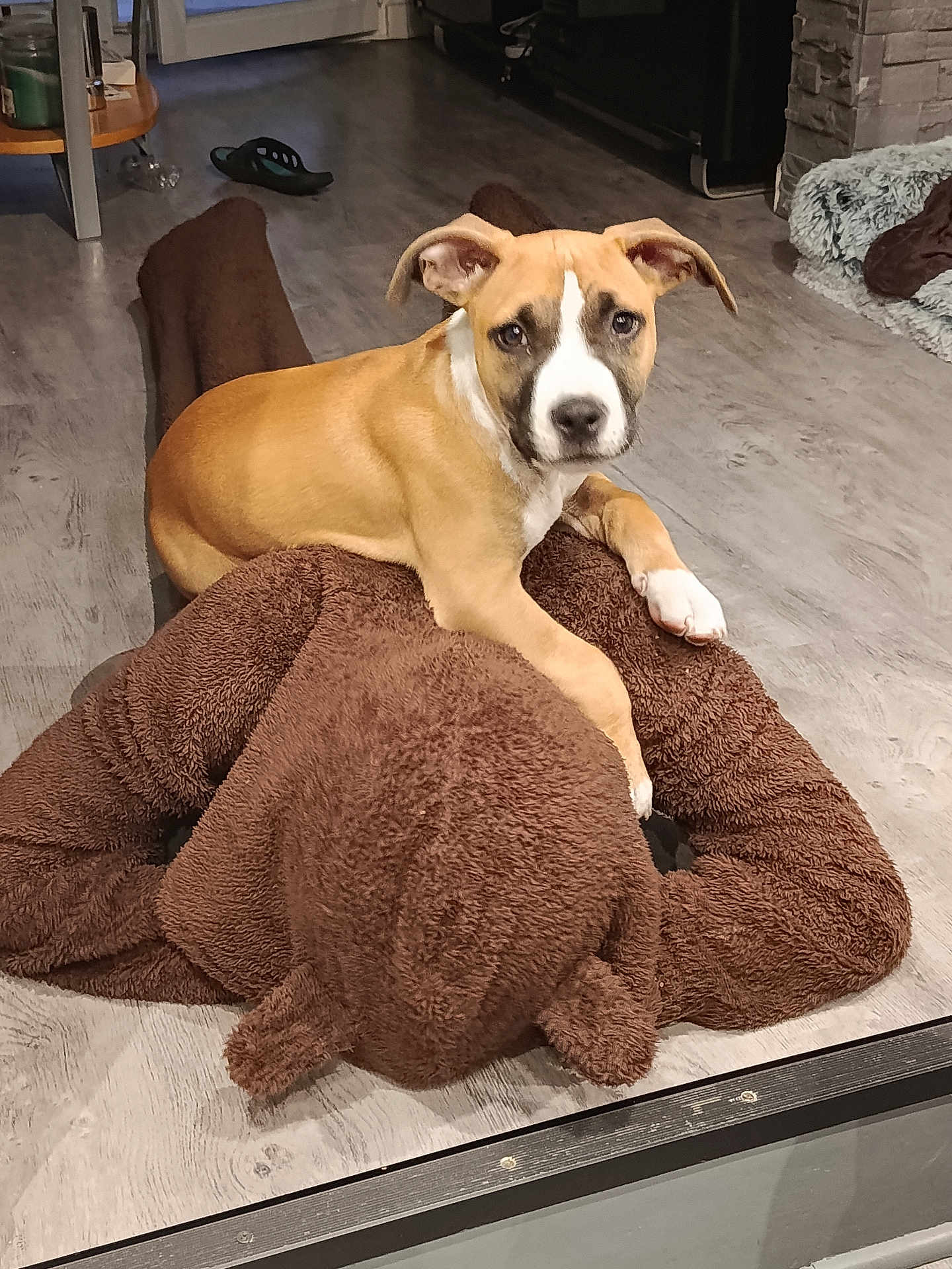 Arko a rejoint le concours — aidez-le/la à gagner de superbes lots ! puppy, dog, brown, white, floor, indoor, furniture, slipper, blanket, toy, stuffed_animal, pet, cute, animal, relaxing, looking_at_camera, cozy, home, wooden_floor, nose