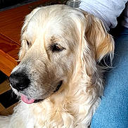 Uggy participe au concours pour gagner de l'argent avec cette photo : animal, companion, cozy, curly_fur, cute, dog, domestic_animal, floor, golden_retriever, indoor, jeans, mammal, person, pet, side_view, sitting, sweatshirt, tongue_out, white_fur, wooden_floor