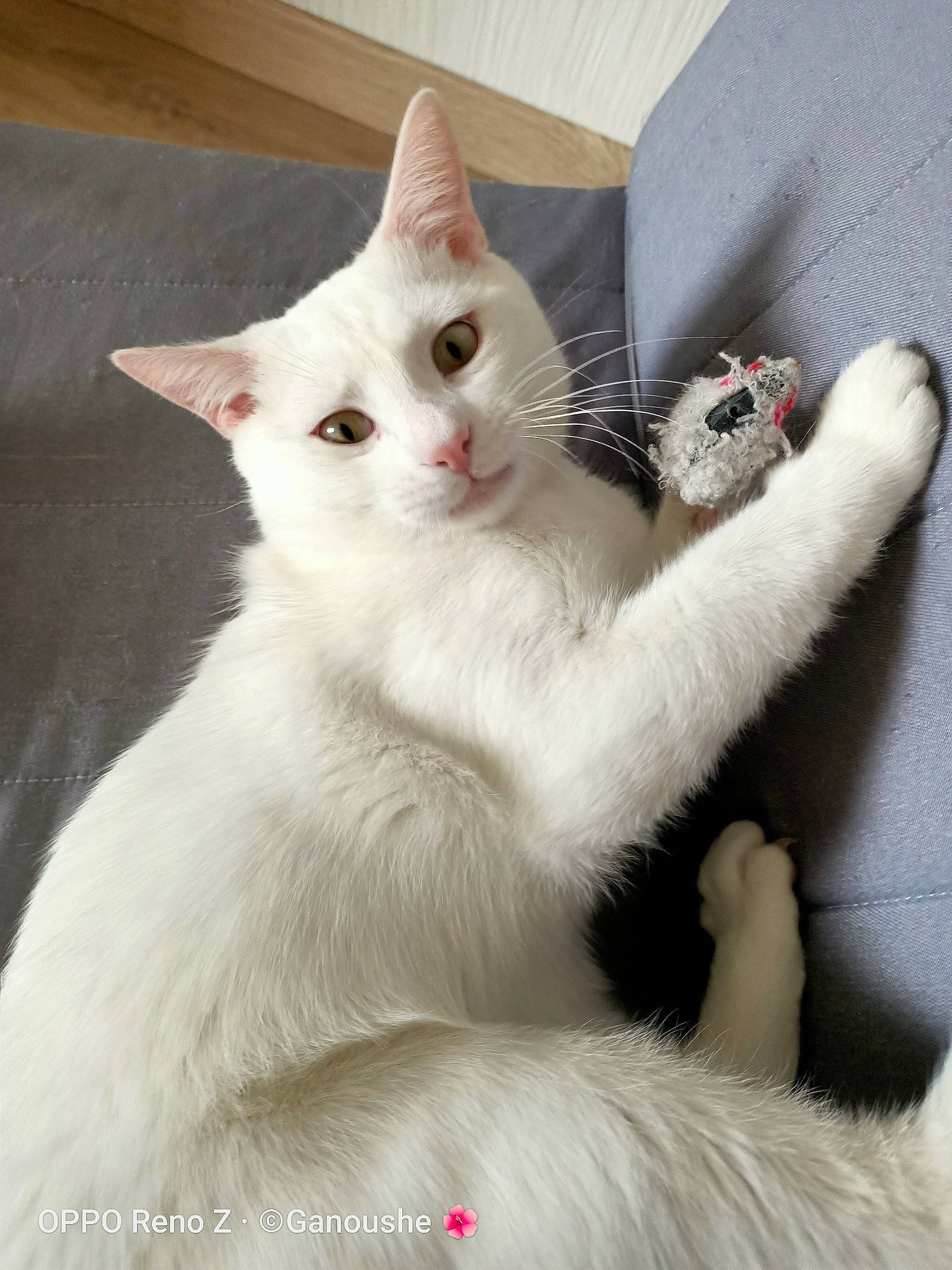 Litchi a rejoint le concours — aidez-le/la à gagner de superbes lots ! aegean_cat, burmilla, carnivore, cat, colorpoint_shorthair, domestic_short_haired_cat, eye, felidae, javanese, khao_manee, kitten, mammal, small_to_medium_sized_cats, turkish_angora, turkish_van, vertebrate, whiskers, white