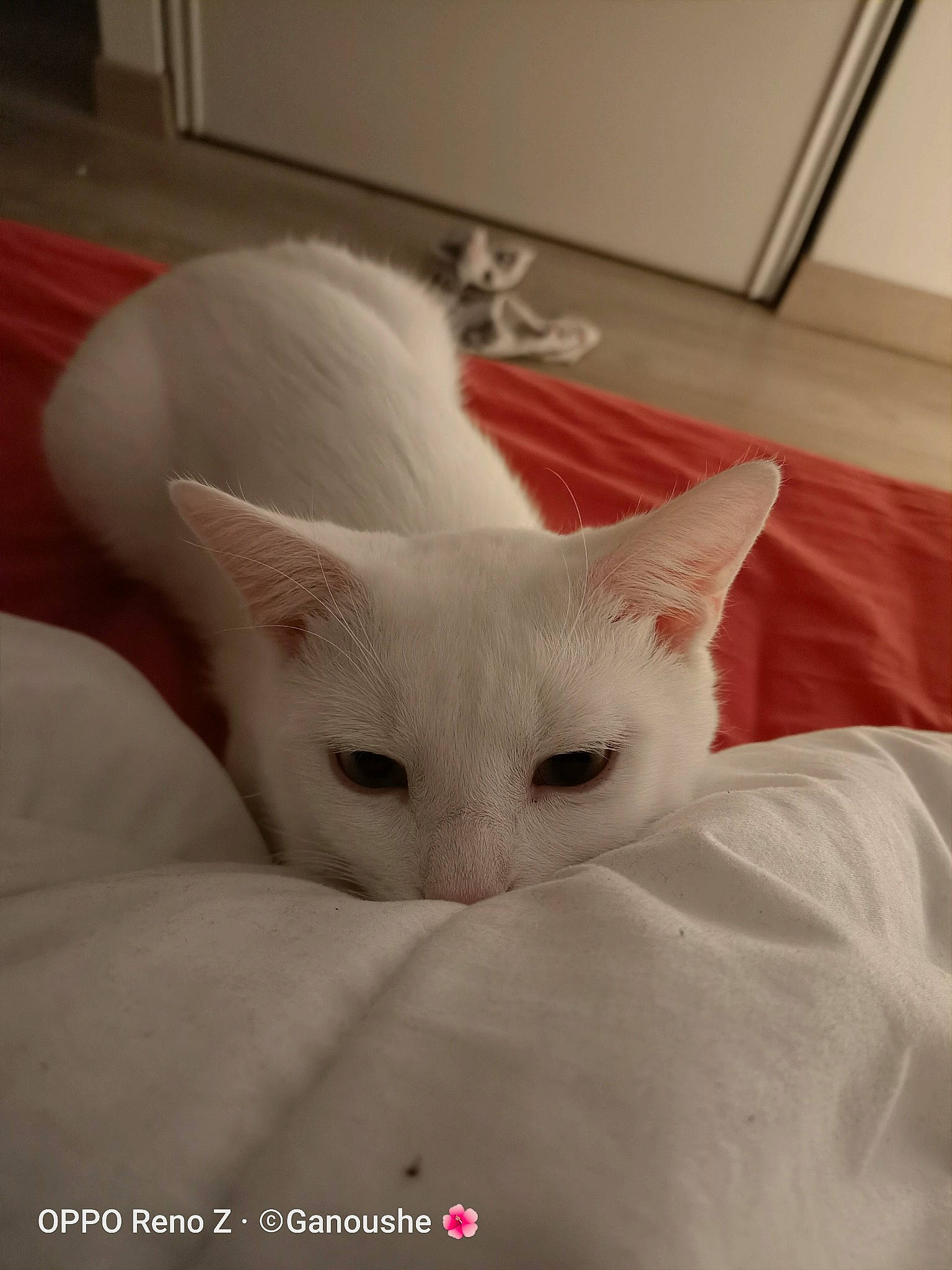 Litchi a rejoint le concours — aidez-le/la à gagner de superbes lots ! burmilla, carnivore, cat, colorpoint_shorthair, ear, eye, felidae, khao_manee, kitten, mammal, small_to_medium_sized_cats, turkish_angora, turkish_van, whiskers, white