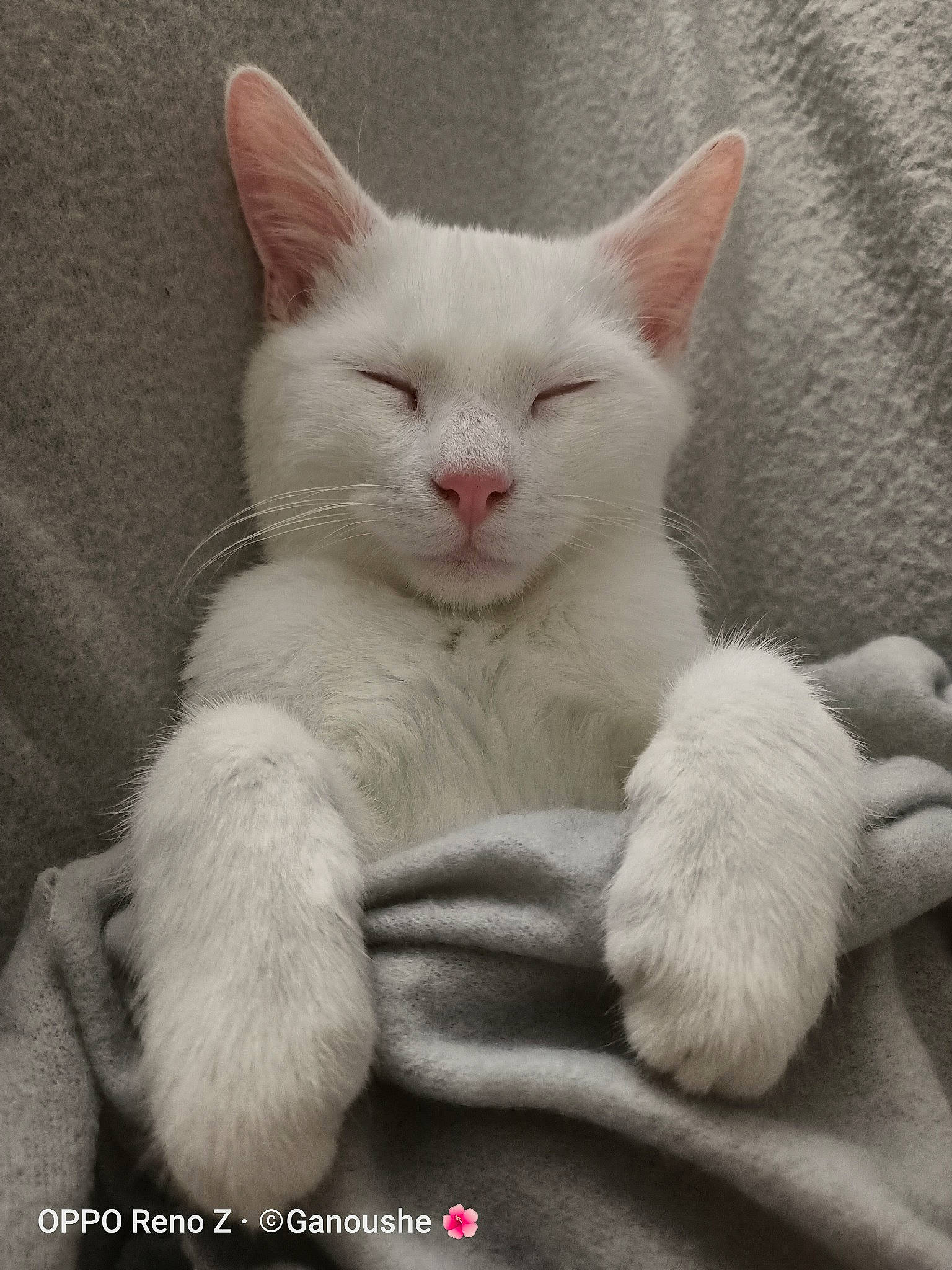 Litchi participe au concours pour gagner de l'argent avec cette photo : asian, burmilla, carnivore, cat, domestic_short_haired_cat, felidae, khao_manee, kitten, mammal, photo_caption, polydactyl_cat, small_to_medium_sized_cats, turkish_angora, turkish_van, vertebrate, whiskers