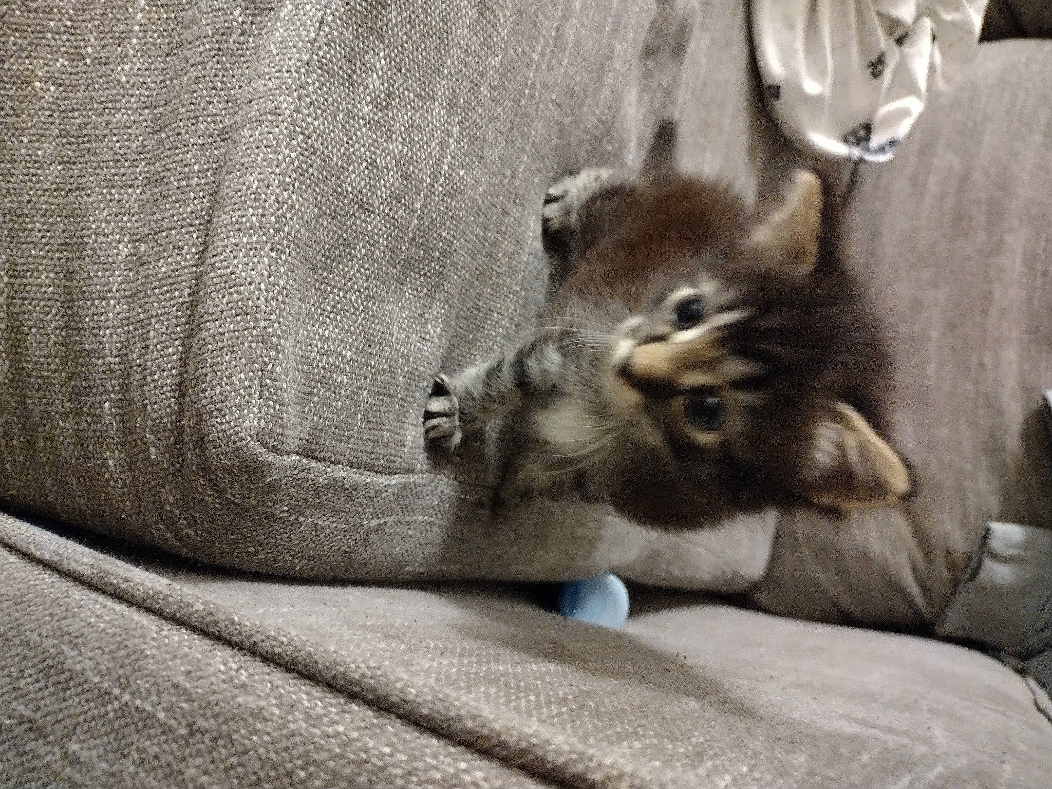 Binks joined the competition — help win amazing prizes! bedding, carnivore, cat, claw, comfort, domestic_short_haired_cat, fawn, felidae, fur, grey, human_leg, linens, nap, paw, small_to_medium_sized_cats, snout, tail, terrestrial_animal, whiskers, wood