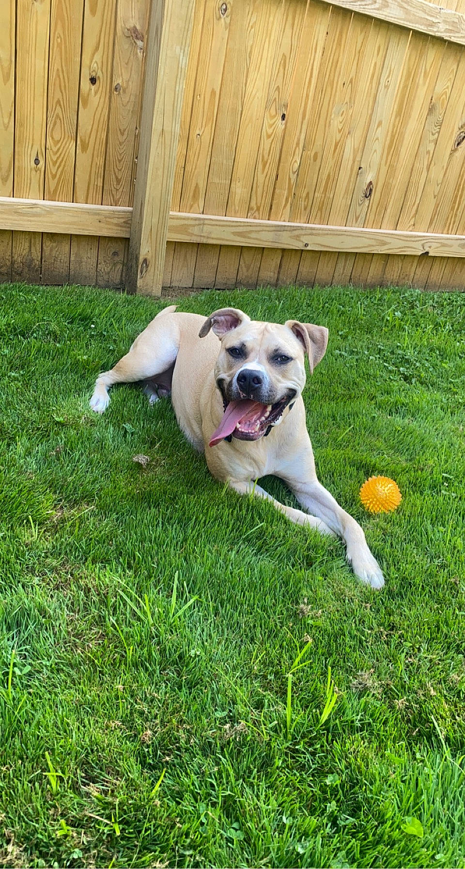 Cash is registered to the contest to win money with this photo: ball, carnivore, collar, companion_dog, dog, dog_breed, dog_supply, fawn, fence, grass, home_fencing, pet_supply, plant, snout, sports_toy, tail, toy, wood, working_animal, yard