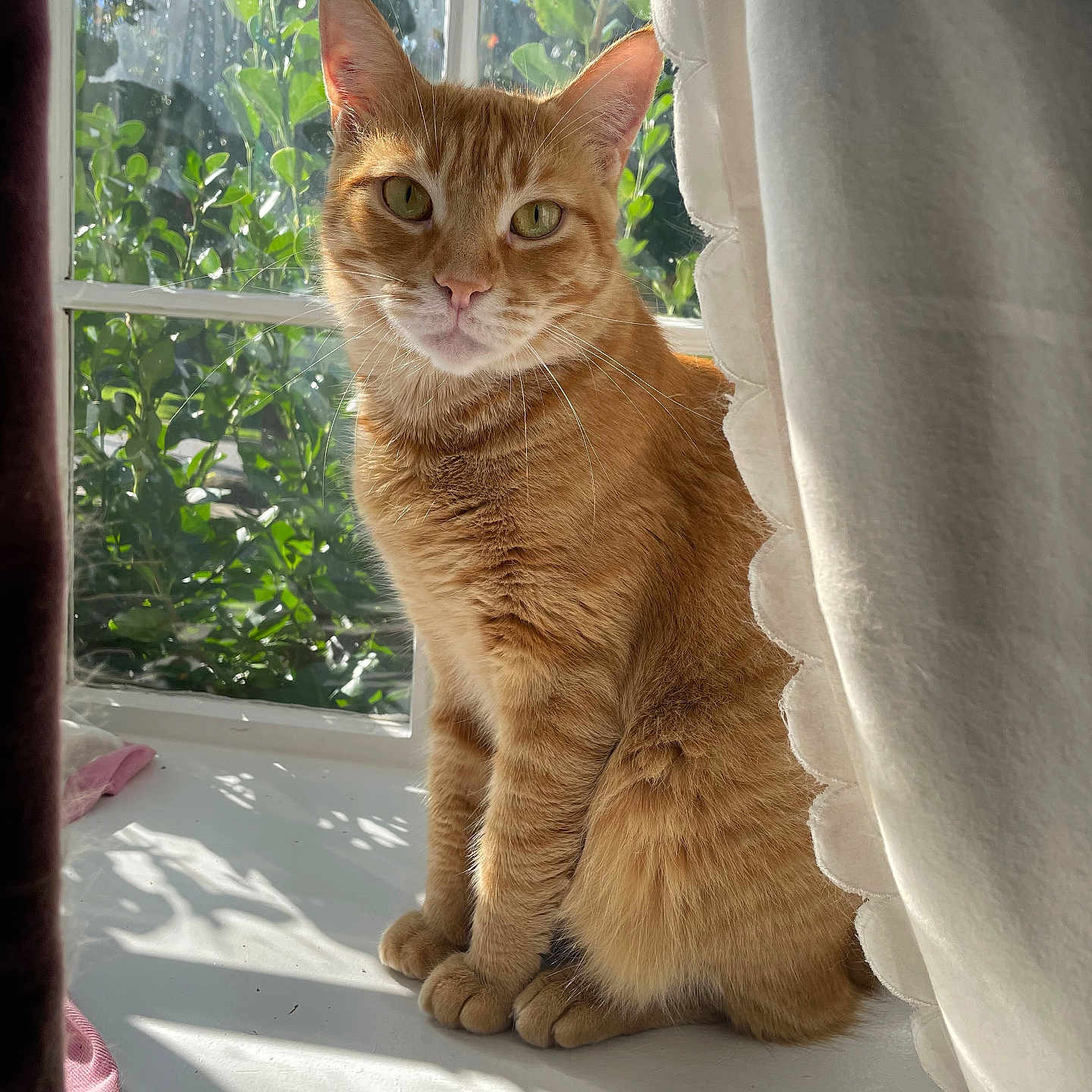 Toby joined the competition — help win amazing prizes! animal, cat, closeup, curtain, domestic_cat, feline, fur, ginger_cat, green_plants, indoor, natural_light, pet, portrait, relaxed, shadow, sitting, sunlight, whiskers, window, windowsill