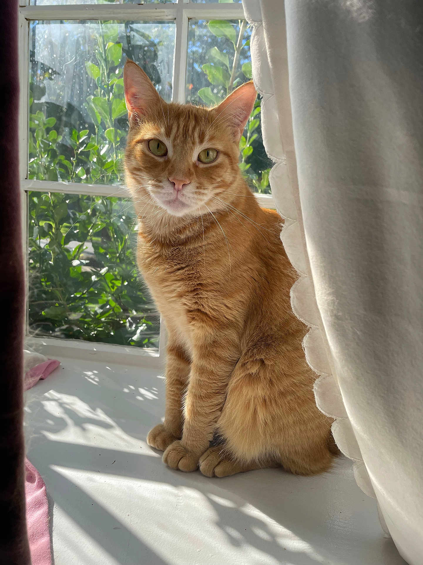 Toby joined the competition — help win amazing prizes! cat, ginger_cat, windowsill, sunlight, curtain, green_plants, indoor, pet, feline, animal, sitting, closeup, domestic_cat, fur, whiskers, natural_light, window, shadow, relaxed, portrait