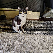 Pepper is registered to the contest to win money with this photo: animal, background, bed, black_and_white, cat, cozy, curious, domestic, ears, feet, feline, floor, home, indoor, pet, relaxed, rug, sitting, whiskers, yellow_eyes