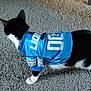 Pepper is registered to the contest to win money with this photo: cat, black_and_white, sports_jersey, blue_jersey, carpet, pet, animal, indoor, feline, clothing, number, standing, fur, paw, cute, domestic, pet_clothing, apparel, textile, texture