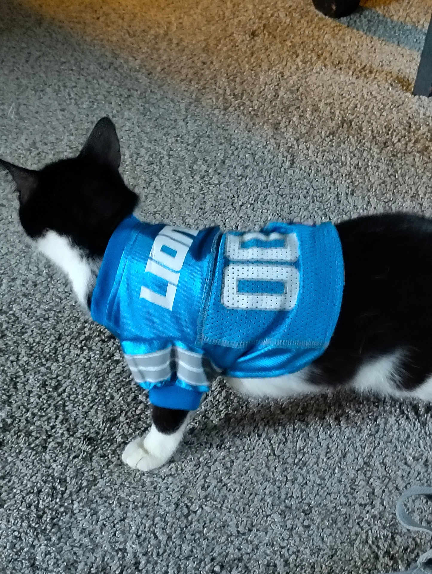 Pepper is registered to the contest to win money with this photo: cat, black_and_white, sports_jersey, blue_jersey, carpet, pet, animal, indoor, feline, clothing, number, standing, fur, paw, cute, domestic, pet_clothing, apparel, textile, texture