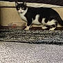 Pepper joined the competition — help win amazing prizes! alert, animal, black_and_white, blanket, carpet, cat, container, curious, domestic, feline, floor, furniture, indoor, pet, plastic, pose, resting, side_view, texture, wicker