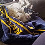 Pork Chop is registered to the contest to win money with this photo: cat, dog, blanket, couch, indoor, nap, relaxing, window, pink_collar, black_and_white_cat, black_and_white_dog, furniture, pet, sleeping_dog, lying_down, cozy, soft_light, domestic, resting, animal