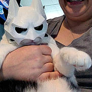 Pork Chop joined the competition — help win amazing prizes! cat, mask, person, hand, smile, costume, indoor, pet, black_and_white_cat, holding, funny, animal, feline, face, paw, clothing, portrait, happy, casual, closeup