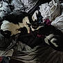 Pork Chop joined the competition — help win amazing prizes! cat, sleeping, bed, blanket, clothes, black_and_white, fur, indoor, resting, pile, soft, cozy, feline, domestic_animal, animal, pet, messy, textile, comfort, relaxation