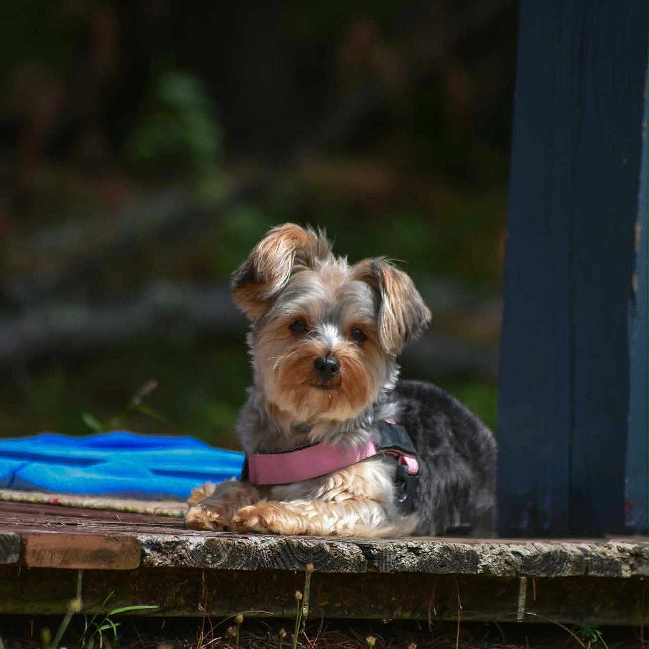 Zivah joined the competition — help win amazing prizes! dog, small_dog, outdoor, porch, wood, sunlight, grass, blurred_background, pet, animal, calm, resting, pink_harness, fur, ears, snout, nature, daytime, closeup, cute
