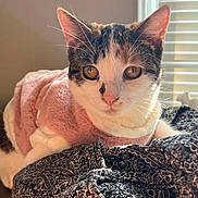 Luna joined the competition — help win amazing prizes! cat, pet, animal, indoor, cozy, pink_sweater, fur, whiskers, patterned_blanket, window_blinds, sunlight, relaxed, cute, face, ears, closeup, portrait, domestic, feline, soft_texture